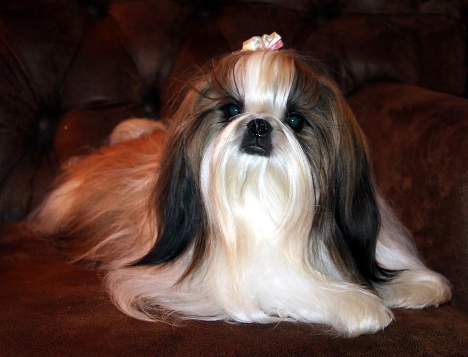 Medium Photo #1 Shih Tzu Dog Breed