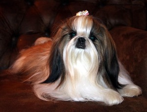 Small Photo #1 Shih Tzu Dog Breed