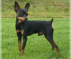 Image of Prazsky Krysavik breed
