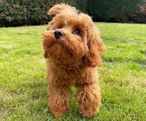 Cockapoo Toy mix (+ Poodle Miniature) puppies for sale and Cockapoo Toy mix (+ Poodle Miniature) dogs for adoption