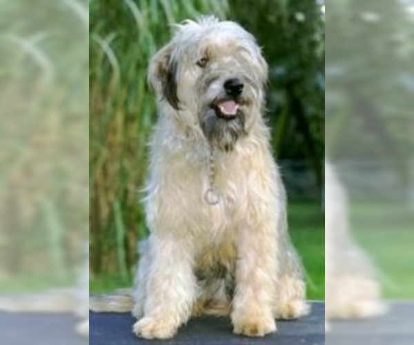 Image of Catalan Sheepdog Breed