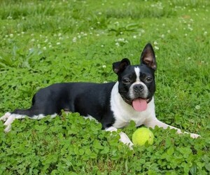 Image of Whippet Boston breed