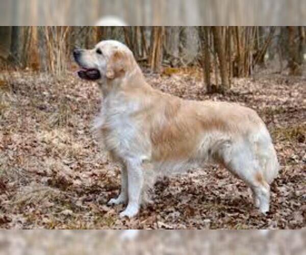 Medium Photo #4 Golden Retriever Dog Breed