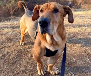 Image of Eski-Pei breed