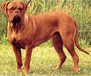 Image of breed Dogue de Bordeaux