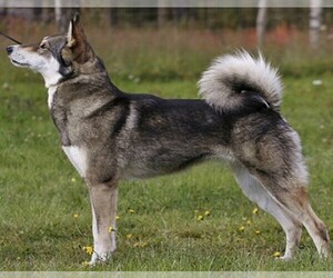 Image of East Siberian Laika breed