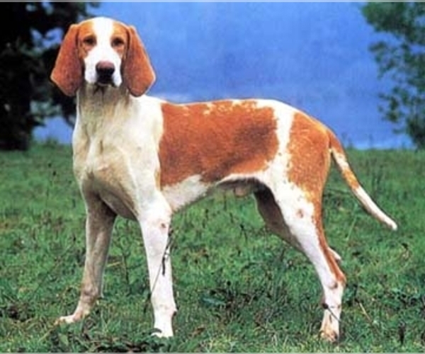 Medium Photo #1 Grand Anglo-Francais Dog Breed