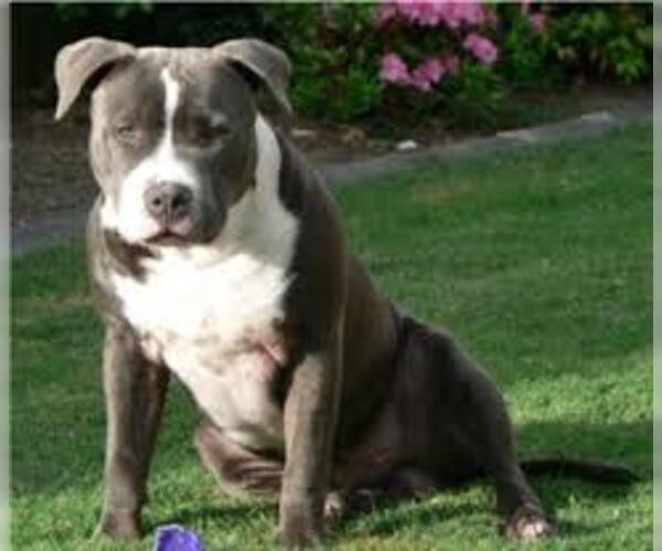 Full screen Photo #3 American Staffordshire Terrier Dog Breed