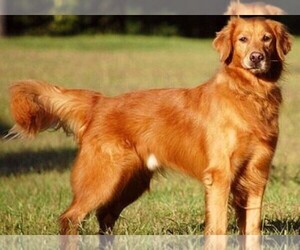 Image of Golden Irish breed
