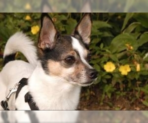 Image of breed Taco Terrier