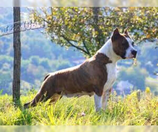 Medium Photo #5 American Staffordshire Terrier Dog Breed