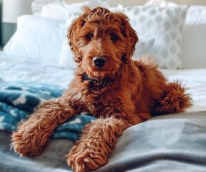 Irish Doodle puppies for sale and Irish Doodle dogs for adoption