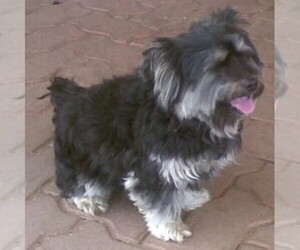 Malti-Aussie puppies for sale and Malti-Aussie dogs for adoption