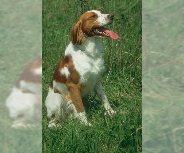 Brittany Dog Breed Image