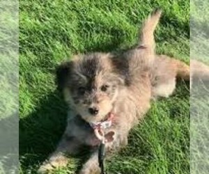 Klee Kai Doodle puppies for sale and Klee Kai Doodle dogs for adoption