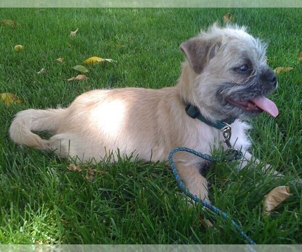 Medium Photo #1 Malti-pug Dog Breed