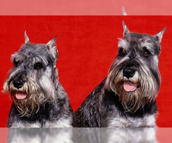 Medium Photo #1 Schnauzer (Miniature) Dog Breed