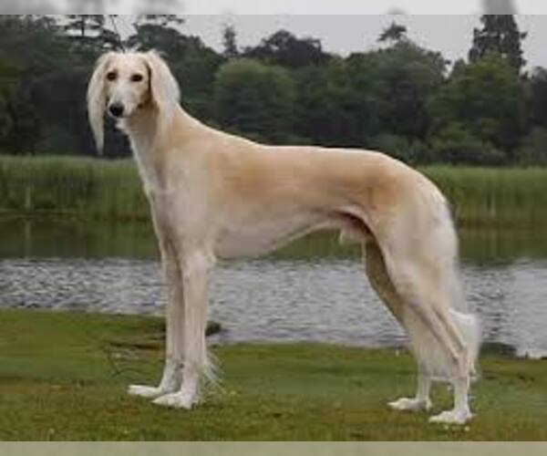 Medium Photo #3 Saluki Dog Breed