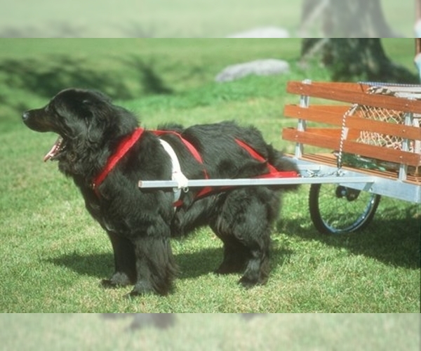 Newfoundland Dog Breed Image