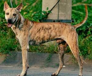 Phu Quoc (Vietnam Island) Ridgeback puppies for sale and Phu Quoc (Vietnam Island) Ridgeback dogs for adoption