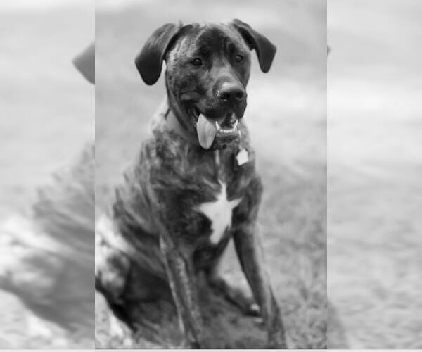 Medium Photo #3 Mastador Dog Breed