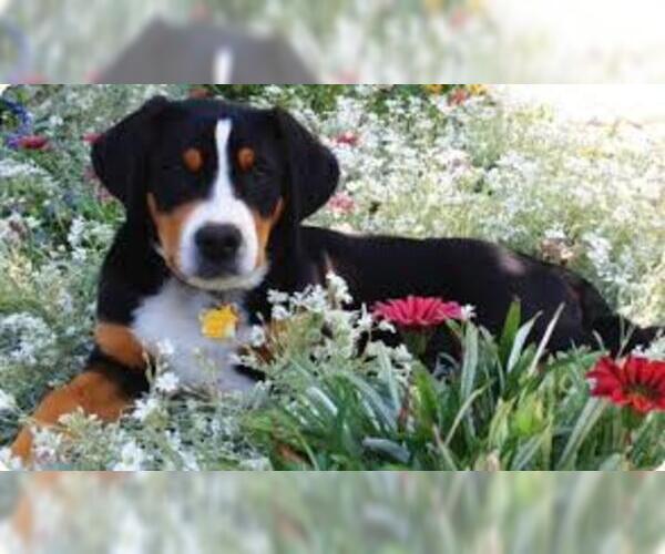 Greater Swiss Mountain Dog Dog Breed Image