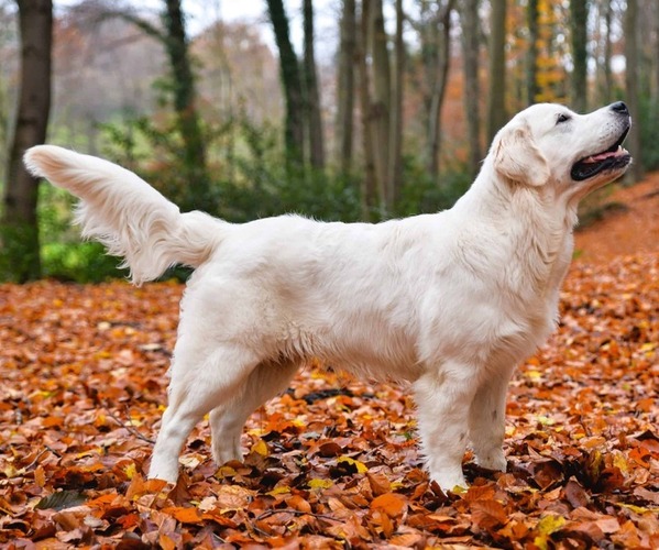 Image (English Cream Golden Retriever)