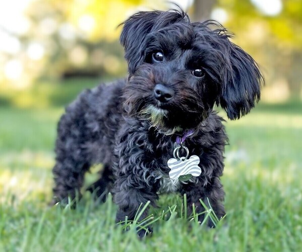 Medium Photo #1 Rattipoo Dog Breed