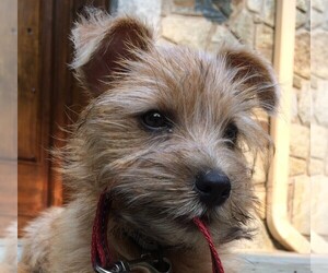 Image of Cairn-Norfolk Terrier breed