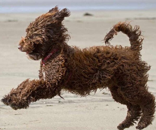 Medium Photo #1 Sproodle Dog Breed