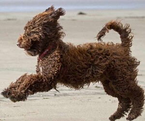 Sproodle puppies for sale and Sproodle dogs for adoption