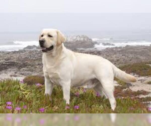 Image (Labrador Retriever)