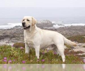 yellow mastador