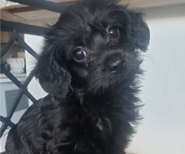Medium Photo #2 Chorkiepoo Dog Breed