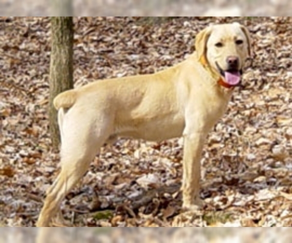 Image of Mountain View Cur Breed