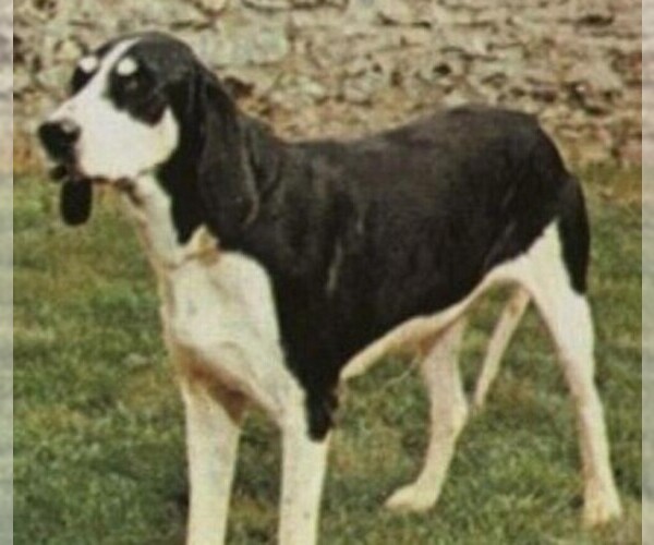 Medium Photo #1 Levesque Dog Breed