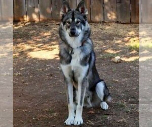 Medium Photo #1 Borzoi Border Collie Dog Breed