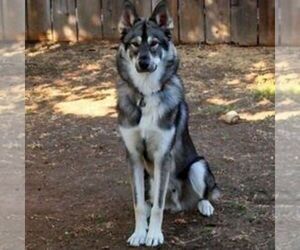 Image of Borzoi Border Collie breed