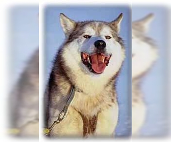 Image of Alaskan Husky Breed