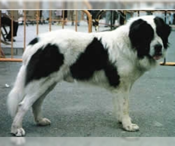 Pyrenean Mastiff