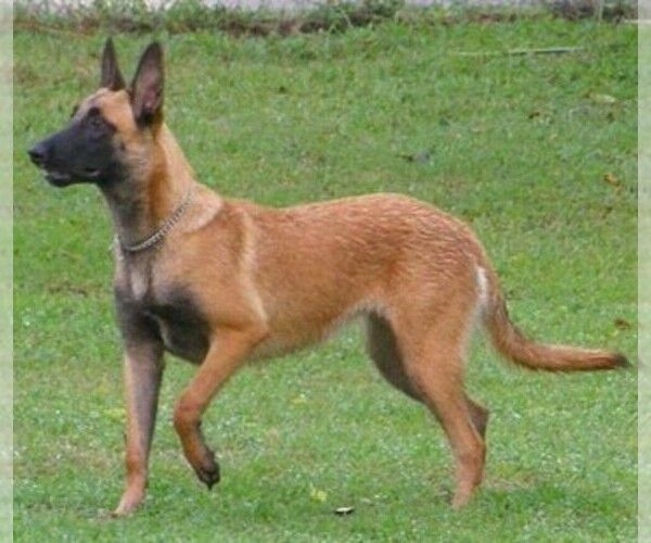German Malinois
