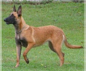 German Malinois puppies for sale and German Malinois dogs for adoption