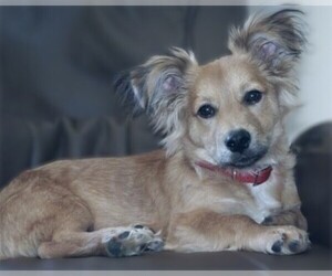 Cardigan Papillon puppies for sale and Cardigan Papillon dogs for adoption