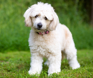 Samll image of Pekepoo