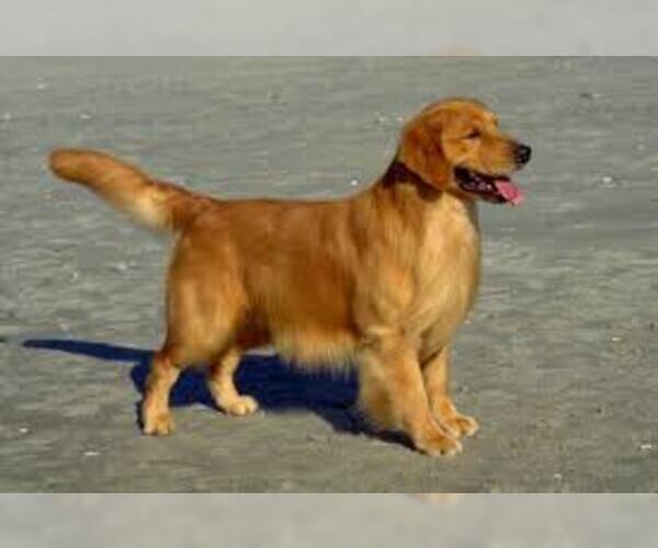 Medium Photo #6 Golden Retriever Dog Breed