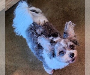 Havallon puppies for sale and Havallon dogs for adoption