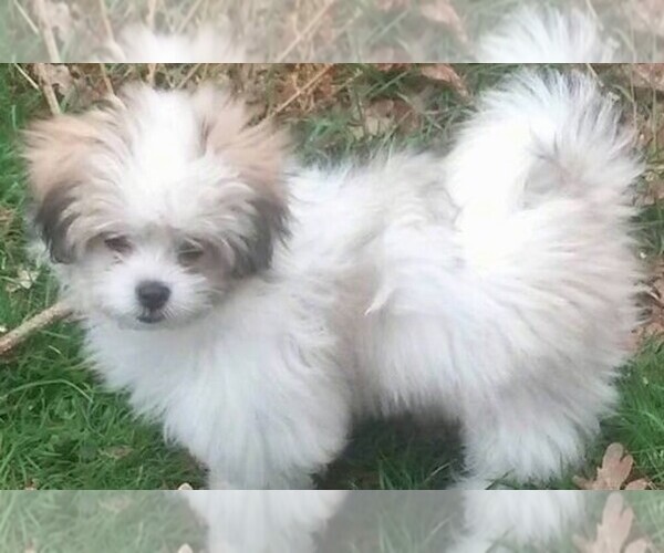 Medium Photo #1 Maltese Tibetan Spaniel Dog Breed