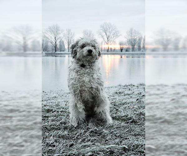 Medium Photo #6 Bergamasco Sheepdog Dog Breed