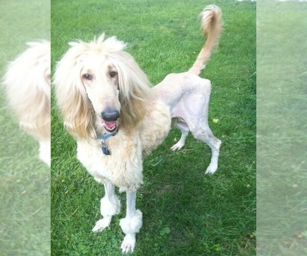 Medium Photo #1 Afghan Poodle Dog Breed