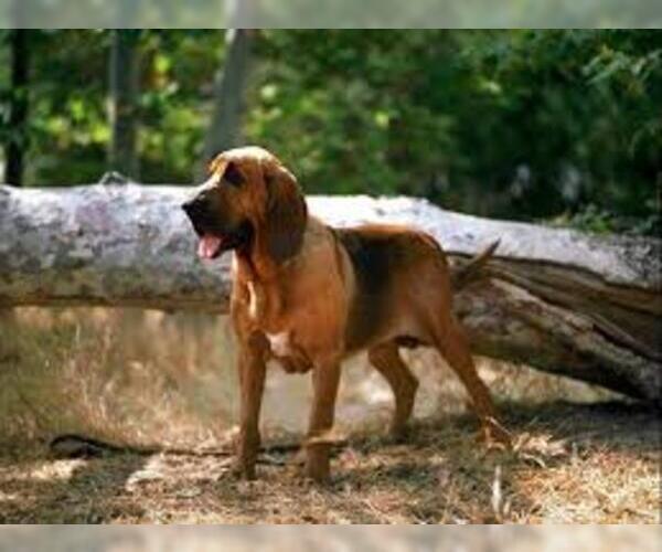 Medium Photo #8 Bloodhound Dog Breed